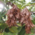 Ailanthus altissima Sardinia icon