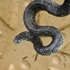 Snakes of Illinois icon