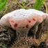Alberta Mushrooms, Mosses and Lichens icon