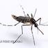 Asian Tiger Mosquito range in New York State and beyond icon