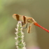 Dragonflies (Odonata) of Balkans icon