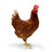 All About CHICKENS icon