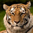 Save The Tiger icon