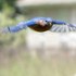 Bluebird Nesting Box Detection icon