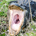 Alligator Appetites icon