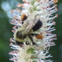Bee pollen load colors of Minnesota (and surrounding areas) icon