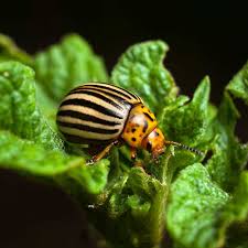 Beetles Of The Pacific Northwest · BioDiversity4All