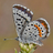 Pend d&#39;Oreille Butterflies icon