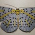Moths of Sulawesi (Indonesia) icon