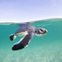 Okinawa Sea Turtles icon