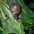 Snails &amp; Slugs of the South Coast, BC icon