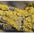 BIO 101 Lichen Project icon