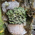 Fungi Including Lichens of Peru icon