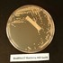 Bacterias-Actinobacterias-(2) , en Tijuana icon
