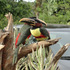 Aves do Campus Planaltina-IFB icon