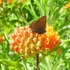 Instructor Chris: Butterflies of Hicksville icon