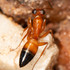 Australian Ants icon