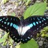 Butterflies of Sulawesi icon