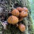 Fungi and Mushrooms of the Children&#39;s Forest, Cortes Island BC icon