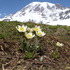 Mt. Rainier Alpine Flora icon