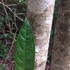 Especies Forestales Quintana Roo icon