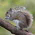 Grey Squirrels in Central Park- Instructor Tali icon