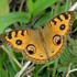 Butterflies &amp; Moths of Flores Is, NTT icon