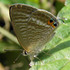 Butterflies &amp; Moths of Nusa Tenggara Timur (NTT) icon