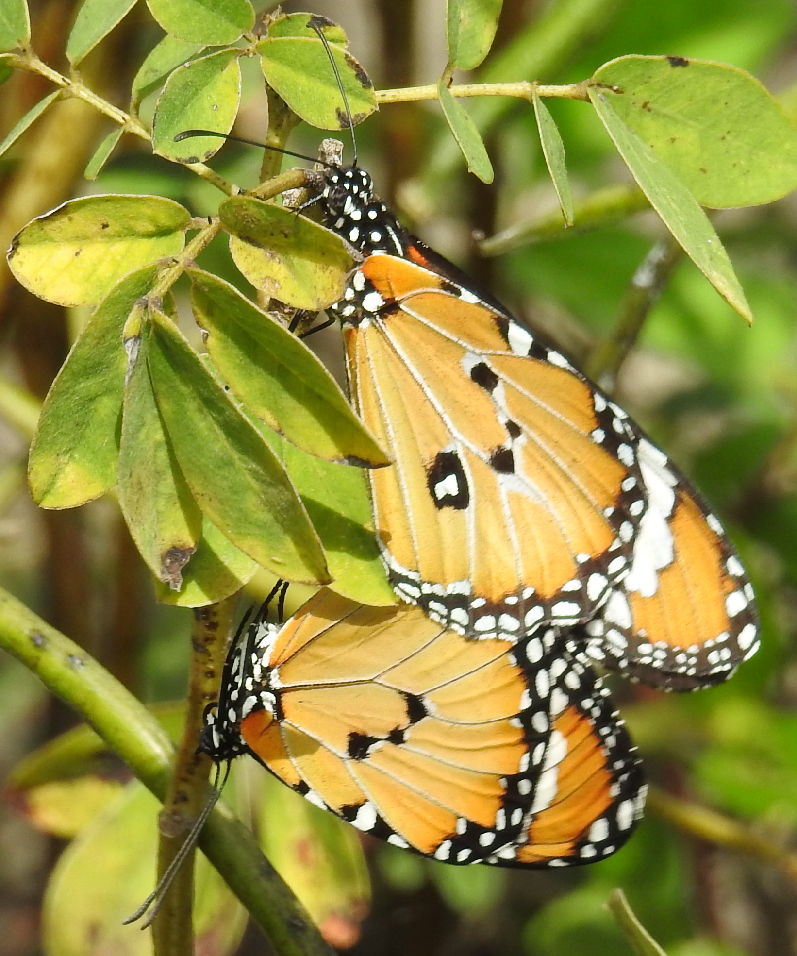 Butterflies & Moths of Timor-Leste (East Timor) · iNaturalist