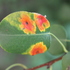 Ржавчинные грибы Беларуси | Rust fungus of Belarus icon
