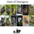Owls Of Telangana icon