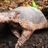 Armadillos de Colombia icon