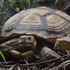 African spurred tortoises in West Africa icon