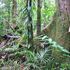 The Wet Tropics of Queensland World Heritage Area icon