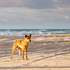 Fraser Island World Heritage Area icon