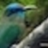 Aves de PANACAM / Birds of PANACAM icon