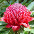 Central Coast Flora, NSW icon
