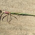 Disa bracteata( South African weed orchid) Mornington peninsula icon