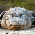 American Alligator Mortality icon