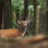 Tassie Deer Spotters icon
