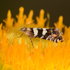 UCLN Pollinators of Central Victoria icon