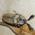 Click  beetles -Elateridae of Zimbabwe icon