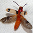 Cleridae of Zimbabwe - checkered beetles icon