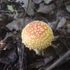 Les champignons du parc de la Gatineau icon
