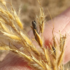 Indiangrass Ergot (Claviceps on Sorghastrum nutans) icon