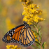 Butterflies of Loudoun County, Virginia icon