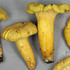 Mushrooms, lichens, &amp; fungi of Illinois icon