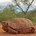 African Hinge-back Tortoises icon