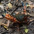 Blue Mountains Crayfish Count icon