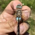 Стрекозы Башкортостана/Dragonflies Of Bashkortostan (Russia) icon